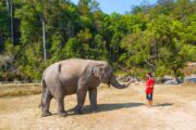 elephant sanctuary