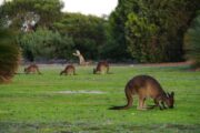 2 Day Kangaroo Island Adventure Tour