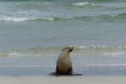 2 Day Kangaroo Island Adventure Tour