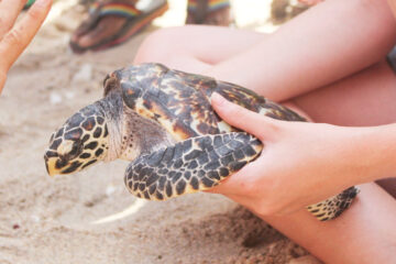 bali turtle conservation