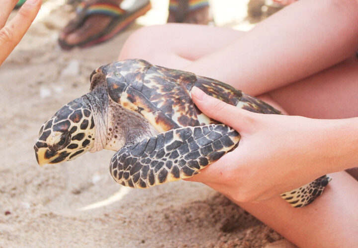 bali turtle conservation