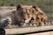 Lion Sanctuary Project