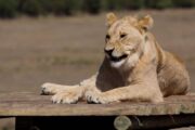 Lion Sanctuary Project