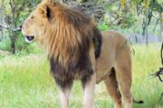 Lion Sanctuary Project