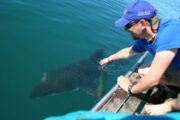 Shark Conservation South Africa